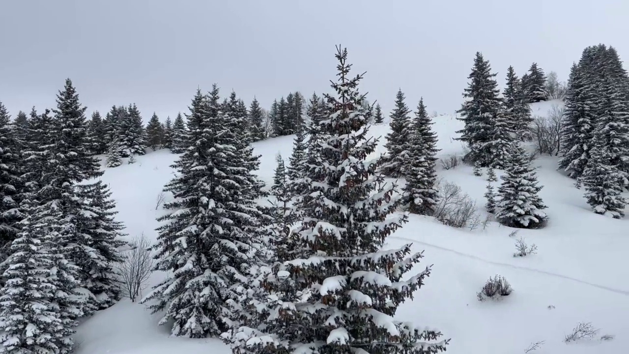 白雪覆盖的山与松树在冬天视频素材