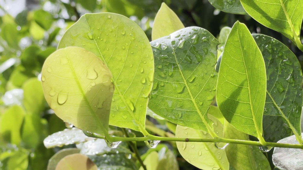 树叶上的雨滴在阳光下闪闪发光视频素材