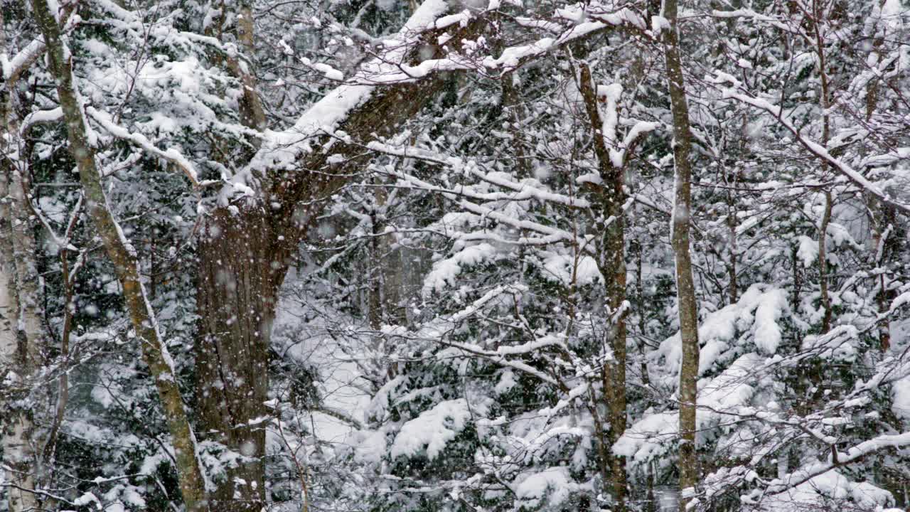 森林里的雪花视频素材