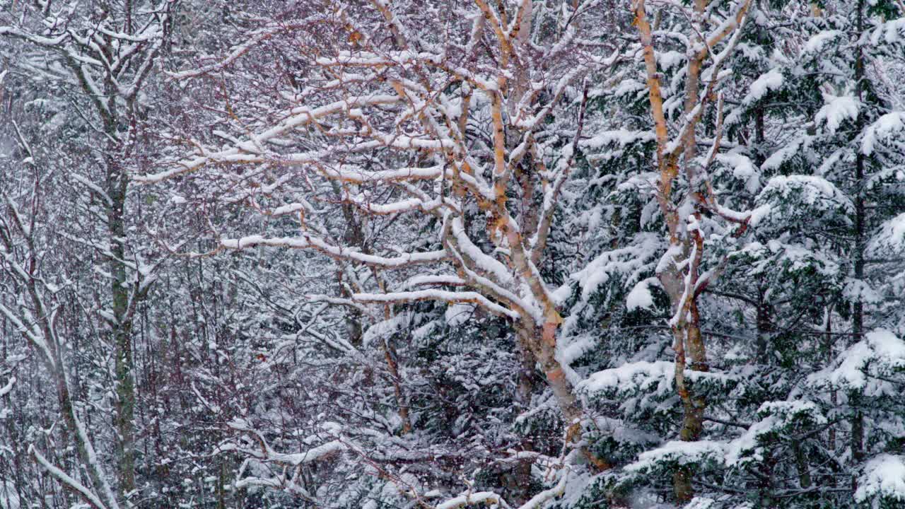 森林里的雪花视频素材