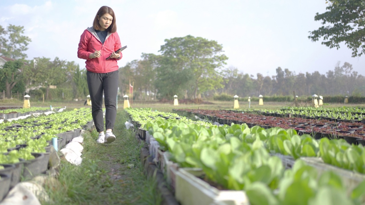 女性农民研究员和检查有机蔬菜种植与数字平板电脑视频素材