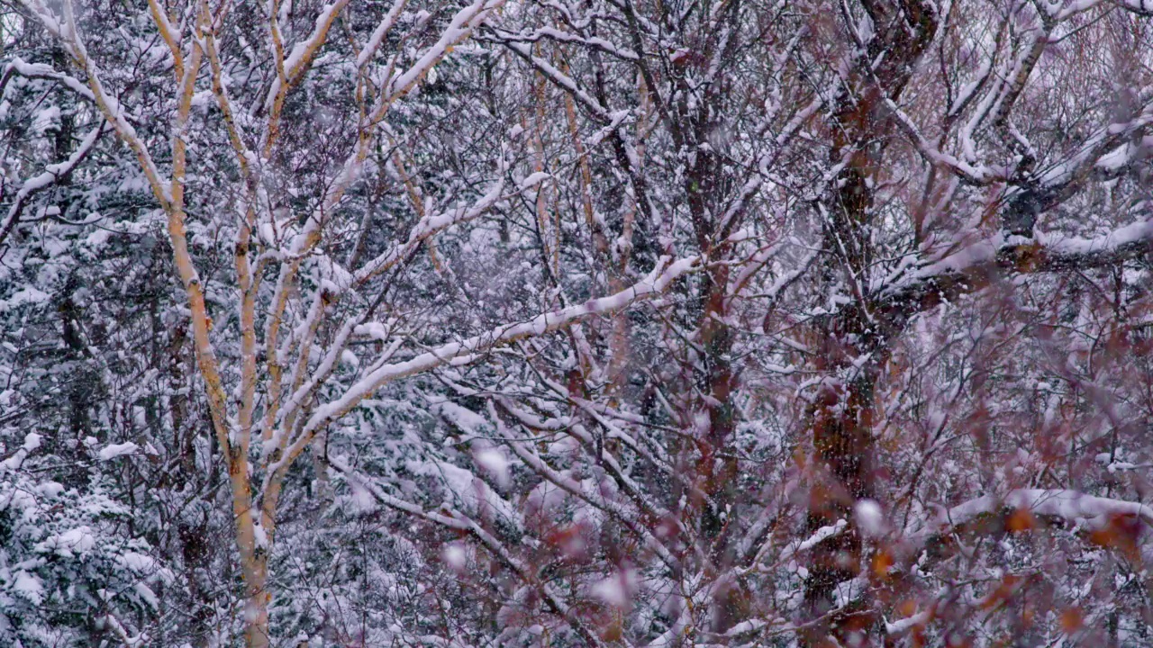 森林里的雪花视频素材