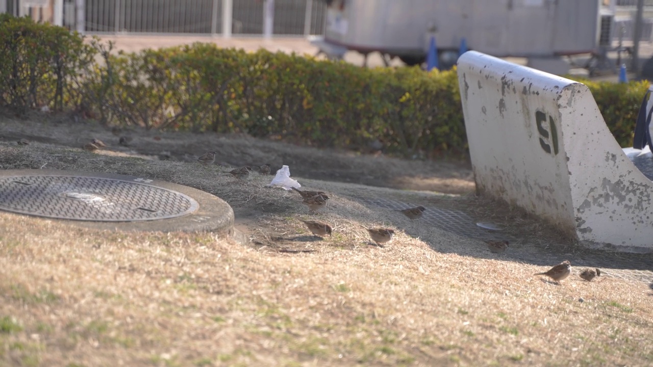 阳光下的小鸟视频素材