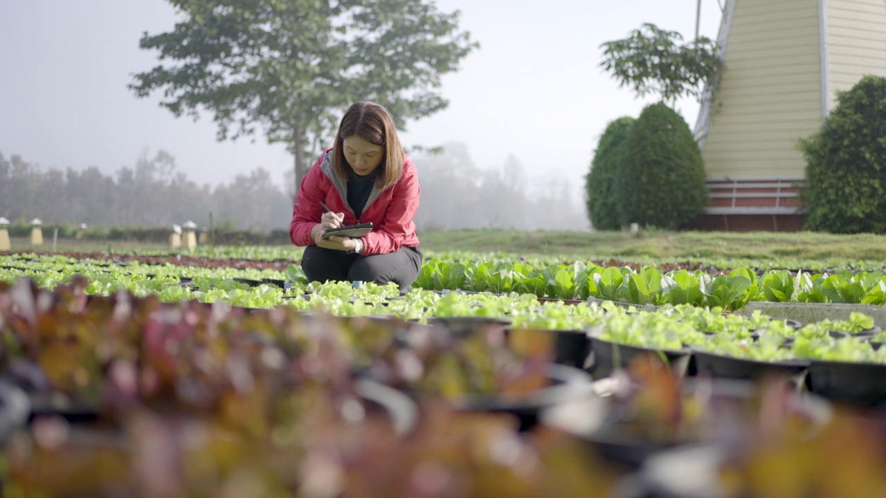 女性农民研究员和检查有机蔬菜种植与数字平板电脑视频素材