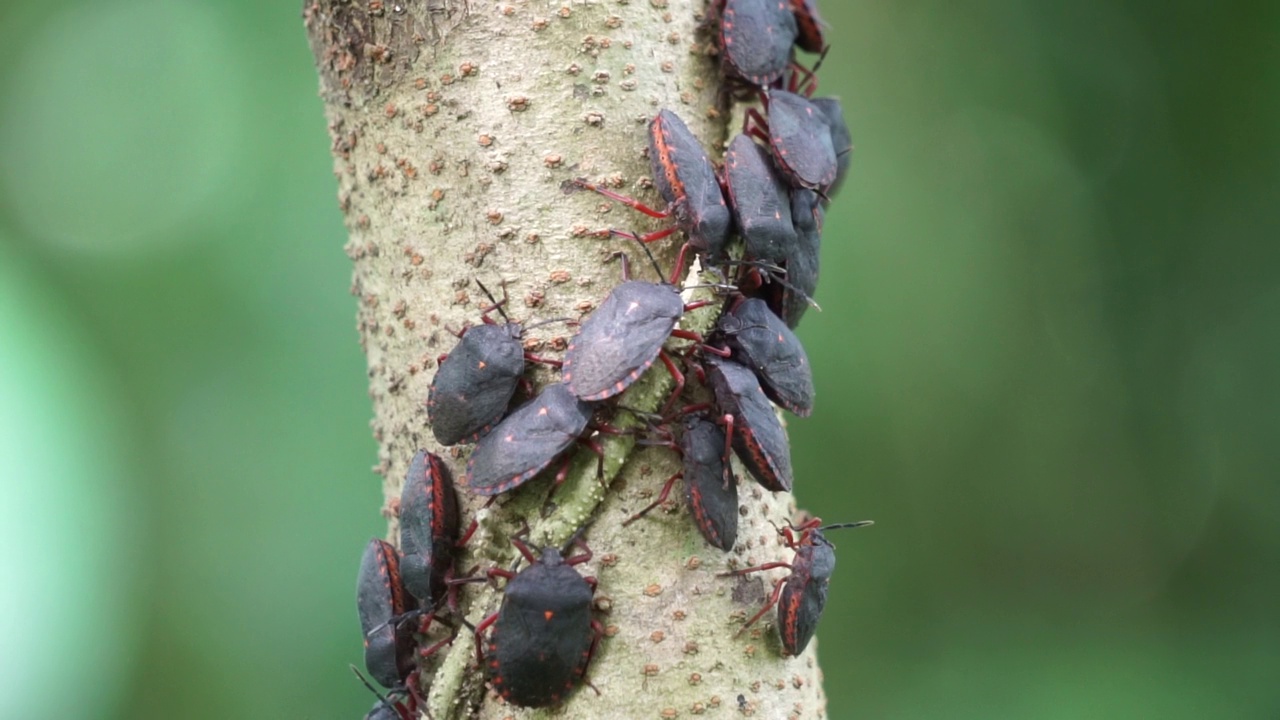 半翅目(亦称稻黑蝽，Scotinophara coarctata)，具有自然背景。印尼人称它为kepik或lembing。这种动物发出一种难闻的气味。视频素材