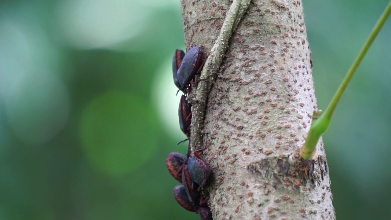 半翅目(亦称稻黑蝽，Scotinophara coarctata)，具有自然背景。印尼人称它为kepik或lembing。这种动物发出一种难闻的气味。视频素材