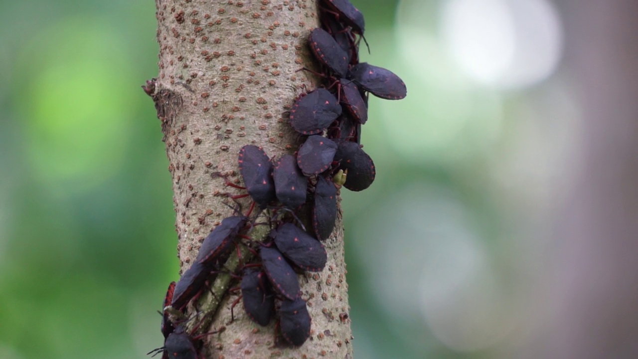 半翅目(亦称稻黑蝽，Scotinophara coarctata)，具有自然背景。印尼人称它为kepik或lembing。这种动物发出一种难闻的气味。视频素材