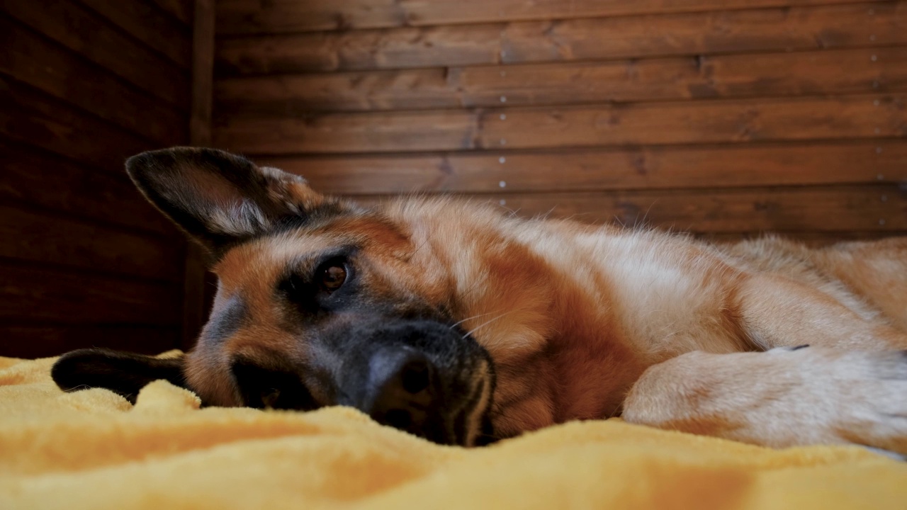 德国牧羊犬躺在床上视频素材