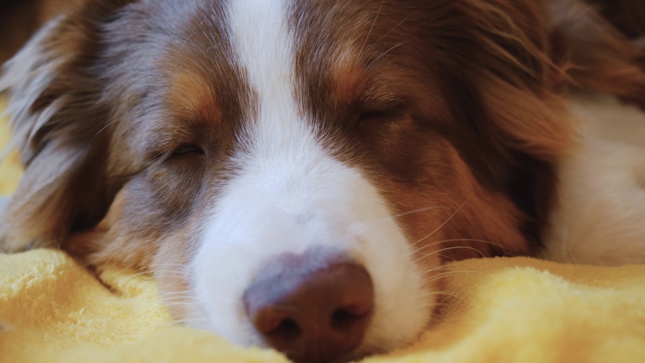 迷人的澳大利亚牧羊犬小狗躺在床上的黄色毯子，试图入睡。视频素材