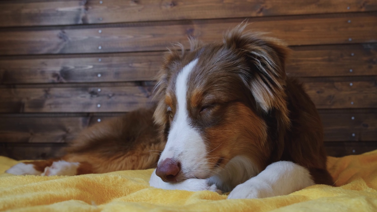 迷人的澳大利亚牧羊犬小狗躺在床上的黄色毯子和舔它的爪子。视频素材