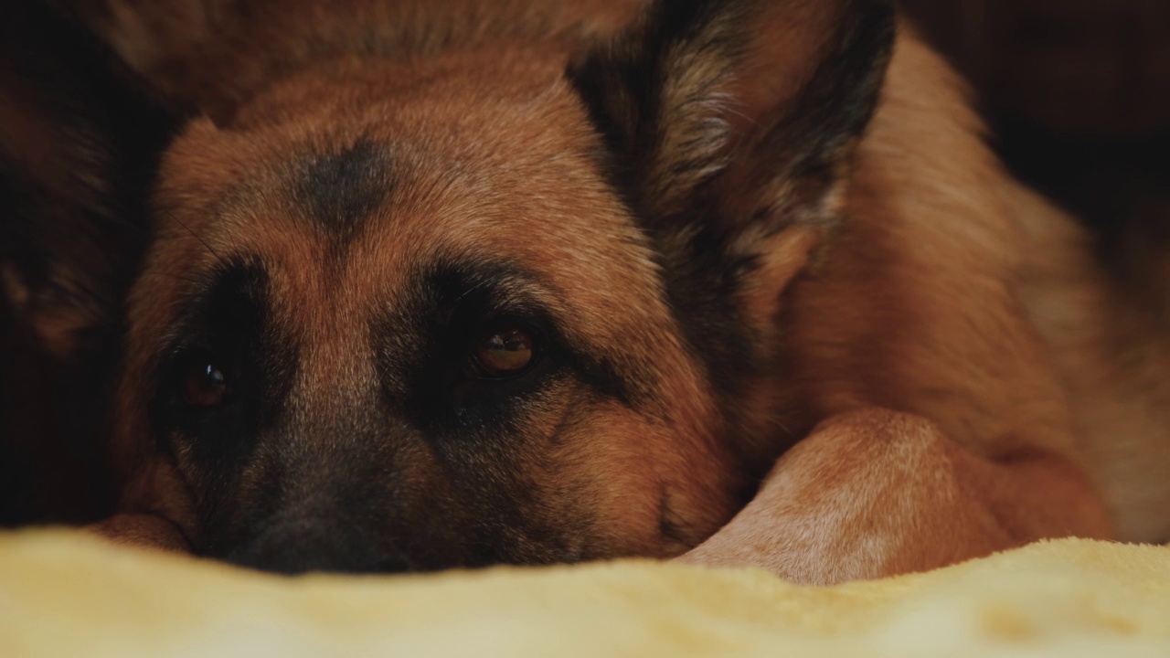 德国牧羊犬躺在床上的黄色毯子休息，试图入睡。视频素材