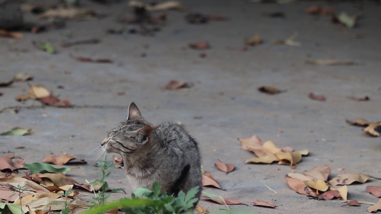 一只小猫在外面休息时打呵欠视频素材