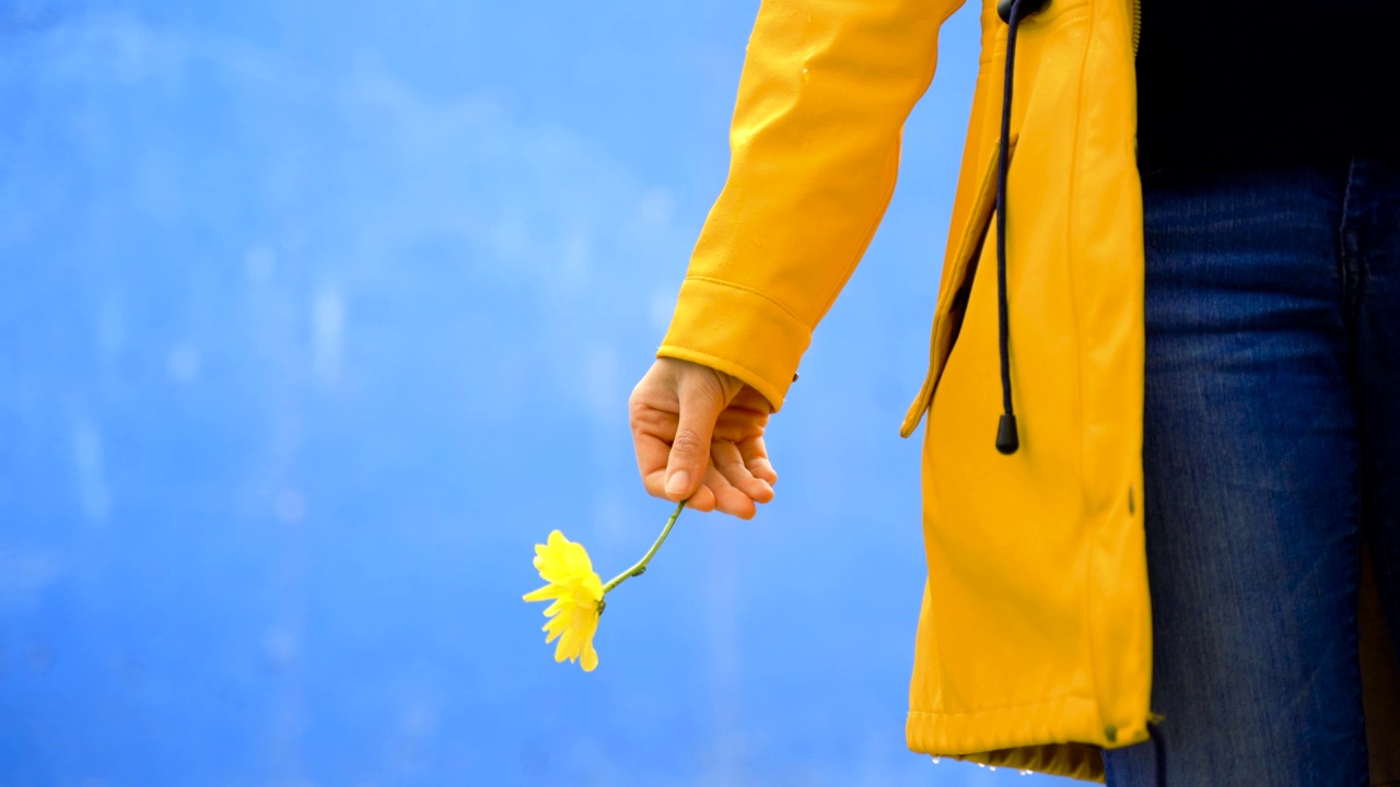 不知名的女人手持玛格丽特花的裁剪细节视图。视频下载