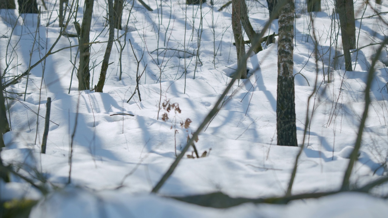 森林里的地面被雪覆盖，树荫遮蔽视频素材