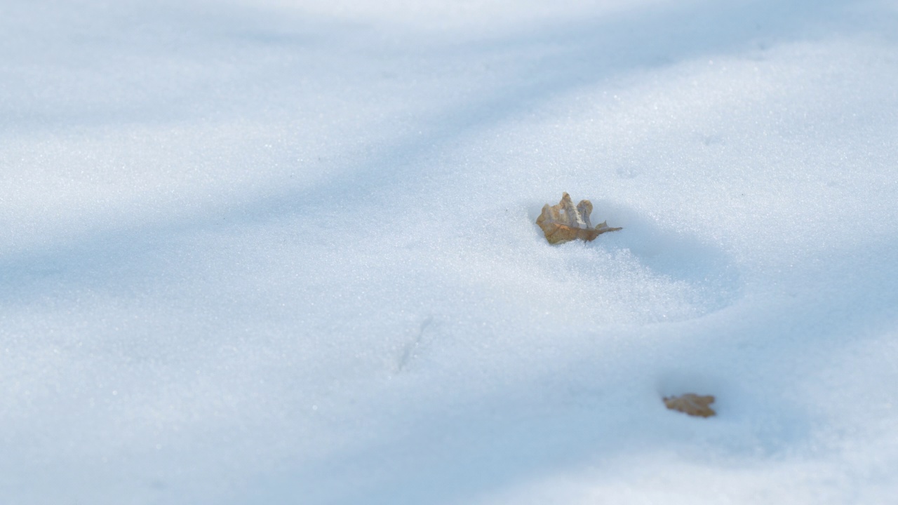 阳光透过雪地上的树木照射进来。时间流逝视频素材