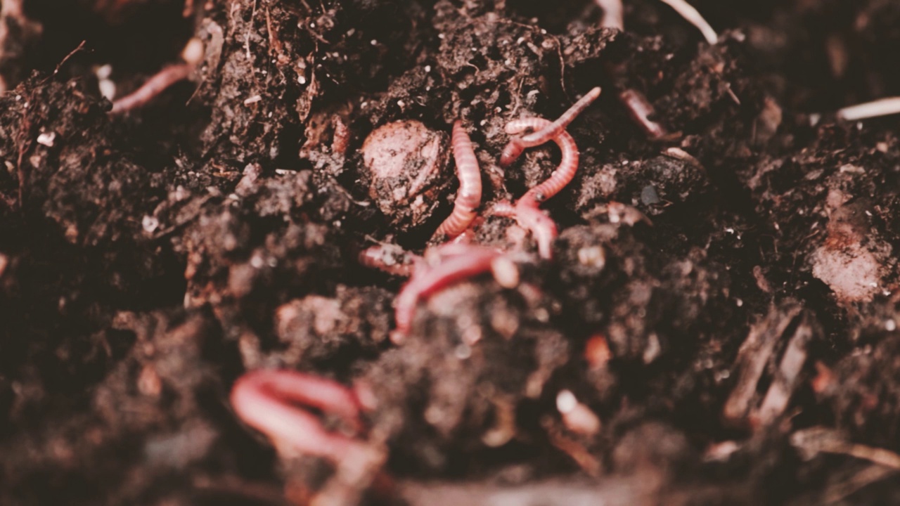 蚯蚓在混合机。
Vermicomposting、园艺的概念视频素材