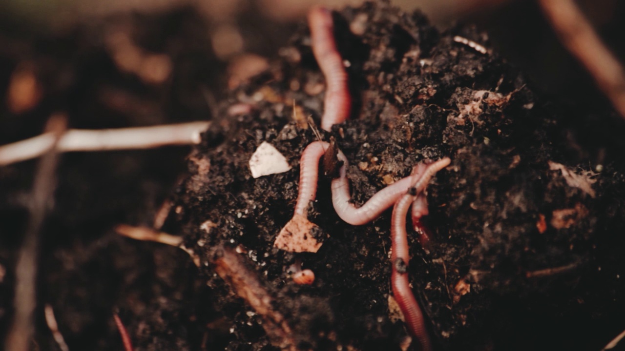 蚯蚓在混合机。
Vermicomposting、园艺的概念视频素材