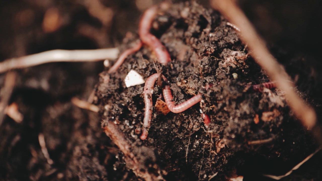 蚯蚓在混合机。
Vermicomposting、园艺的概念视频素材