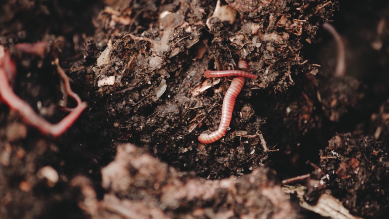 蚯蚓在混合机。
Vermicomposting、园艺的概念视频素材