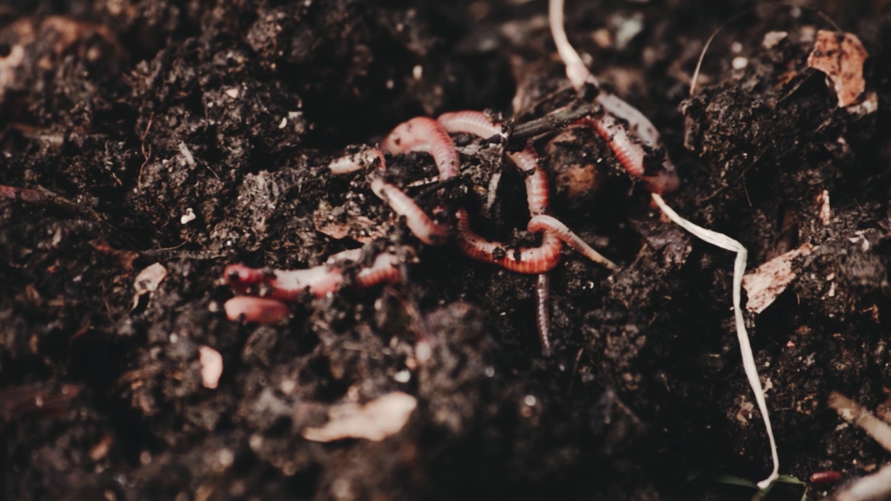 蚯蚓在混合机。
Vermicomposting、园艺的概念视频素材