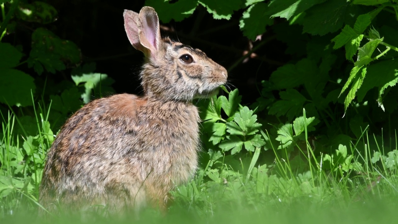 近距离肖像与复制空间的东部棉尾兔(Sylvilagus floridanus)吃草在不列颠哥伦比亚省，加拿大视频下载