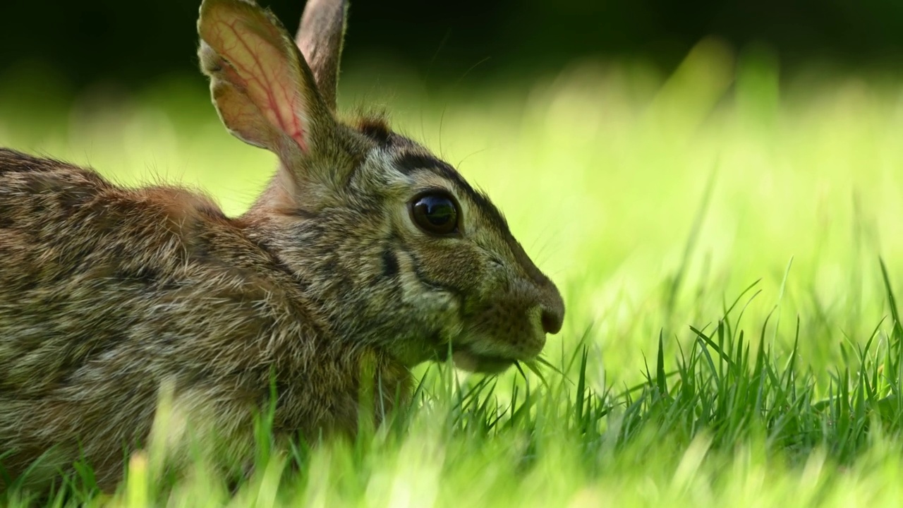 近距离肖像与复制空间的东部棉尾兔(Sylvilagus floridanus)吃草在不列颠哥伦比亚省，加拿大视频下载