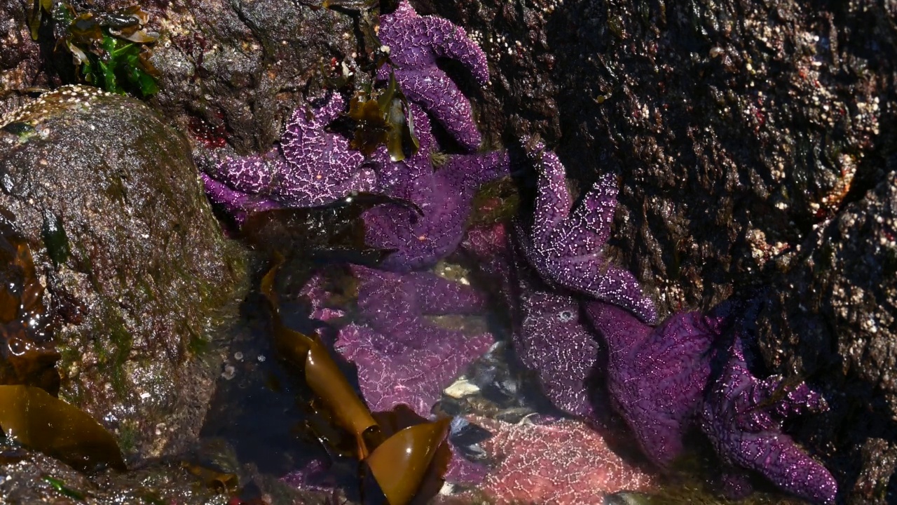 赭色海星(Pisaster ochraceus)也被称为紫海星，在加拿大不列颠哥伦比亚省惠特克利夫公园视频下载