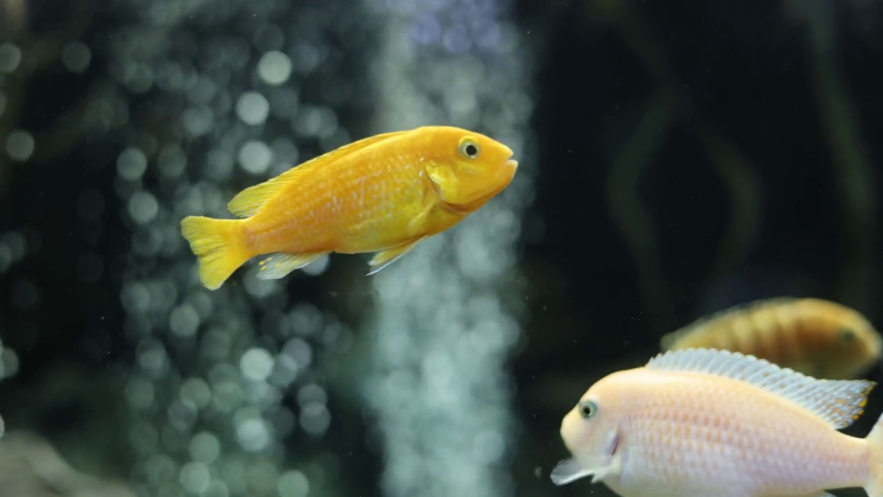 水下游动的水族淡水鱼视频素材