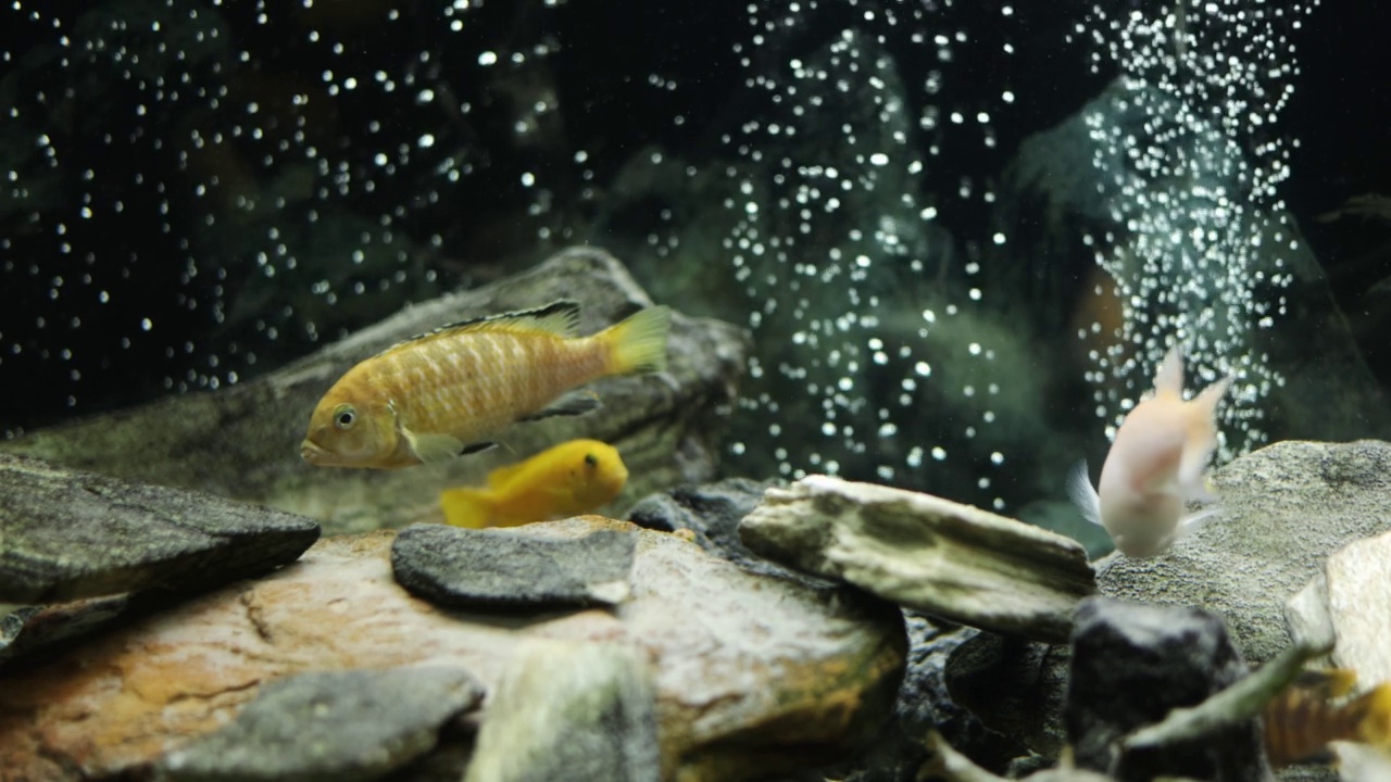 慢动作的鱼游泳在热带淡水水族馆。马拉维孔雀和慈鲷在鱼缸里视频素材