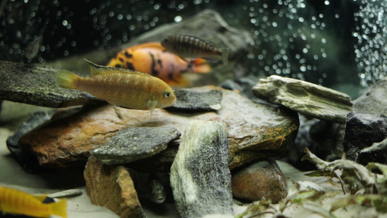 慢动作的鱼游泳在热带淡水水族馆。马拉维孔雀和慈鲷在鱼缸里视频素材