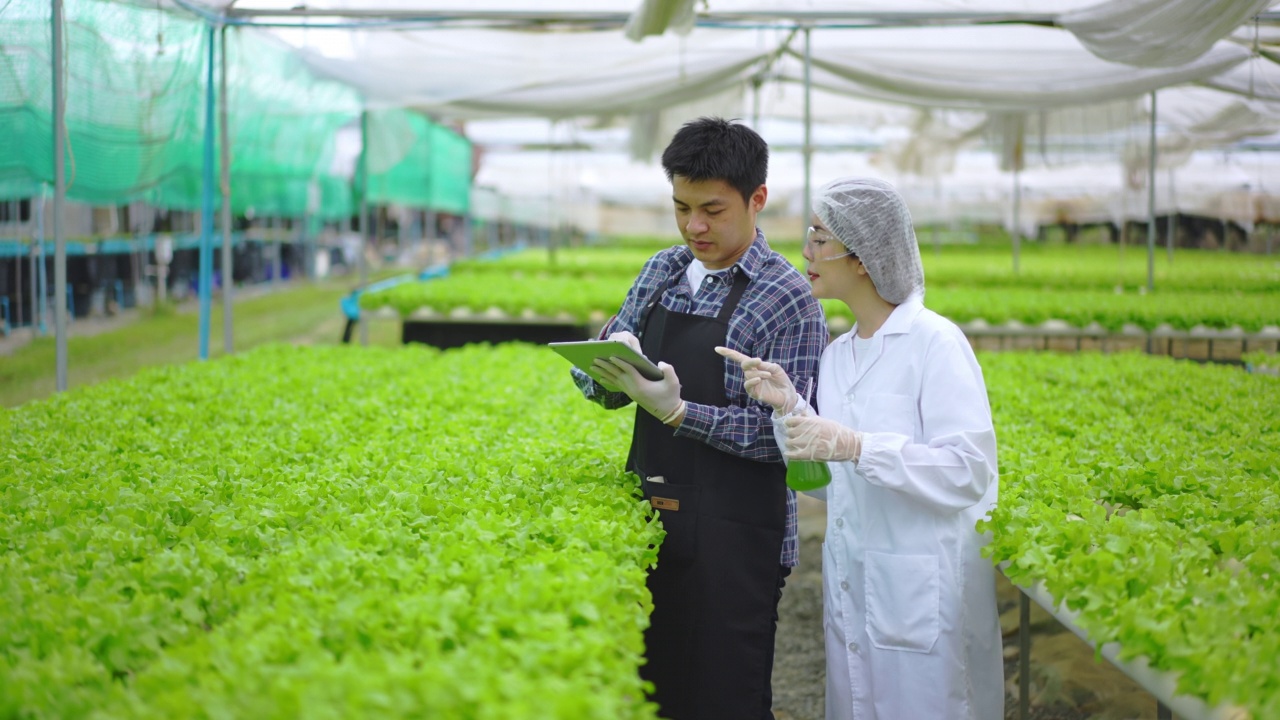 亚洲女性科学家和亚洲男性农民一起工作，检查有机蔬菜实验的结果，在温室实验的水培植物。视频素材