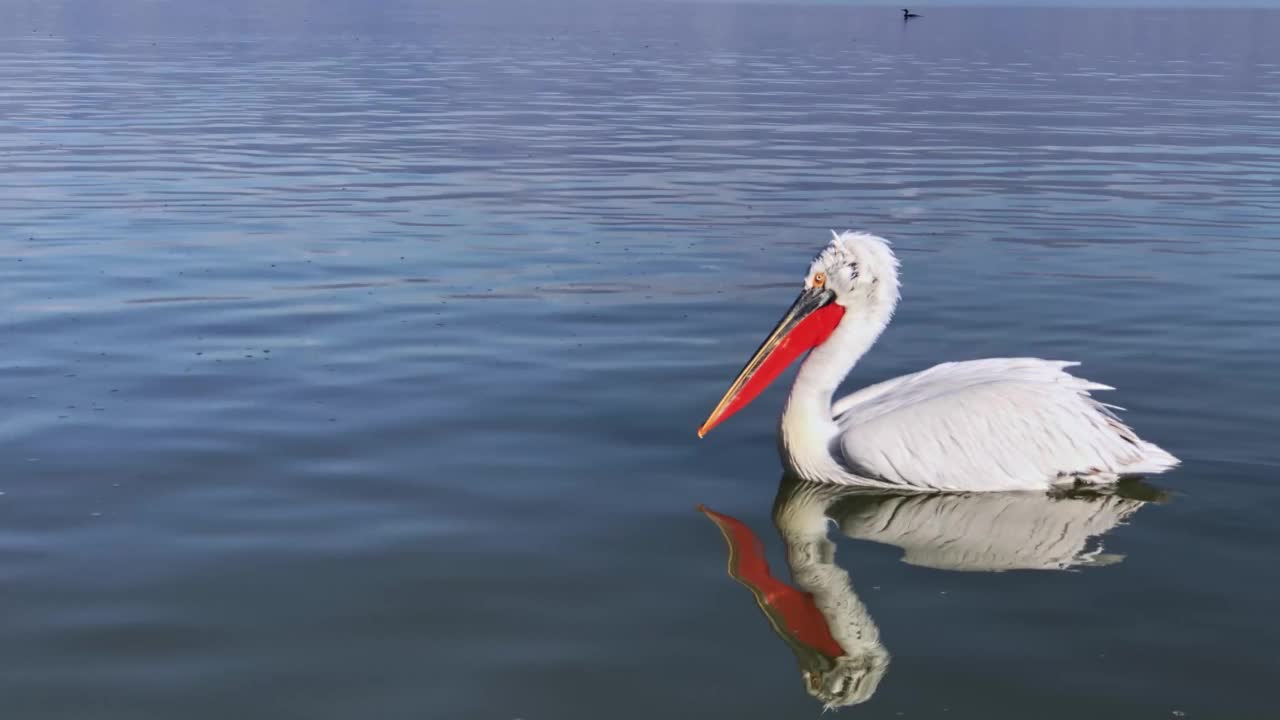 白色达尔马提亚鹈鹕(Pelecanus Crispus)在湖上游泳视频素材