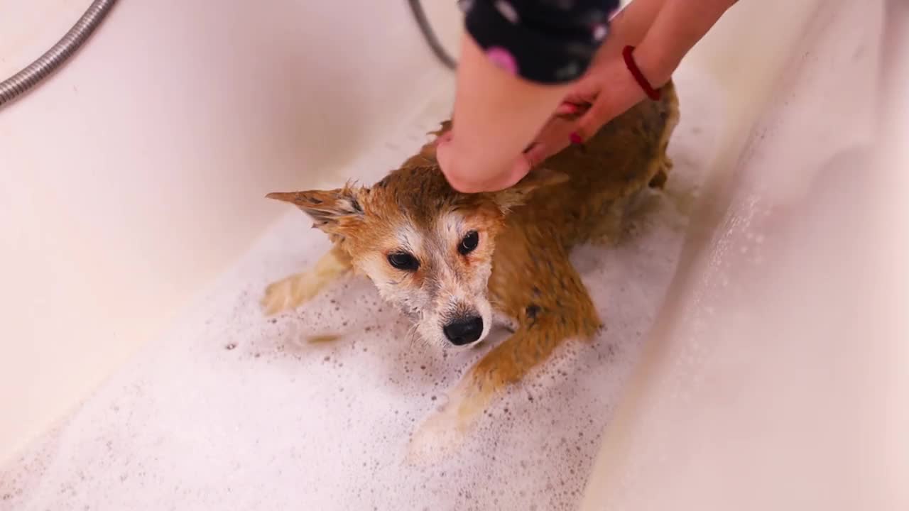 浴缸里湿漉漉的日本秋田犬视频素材