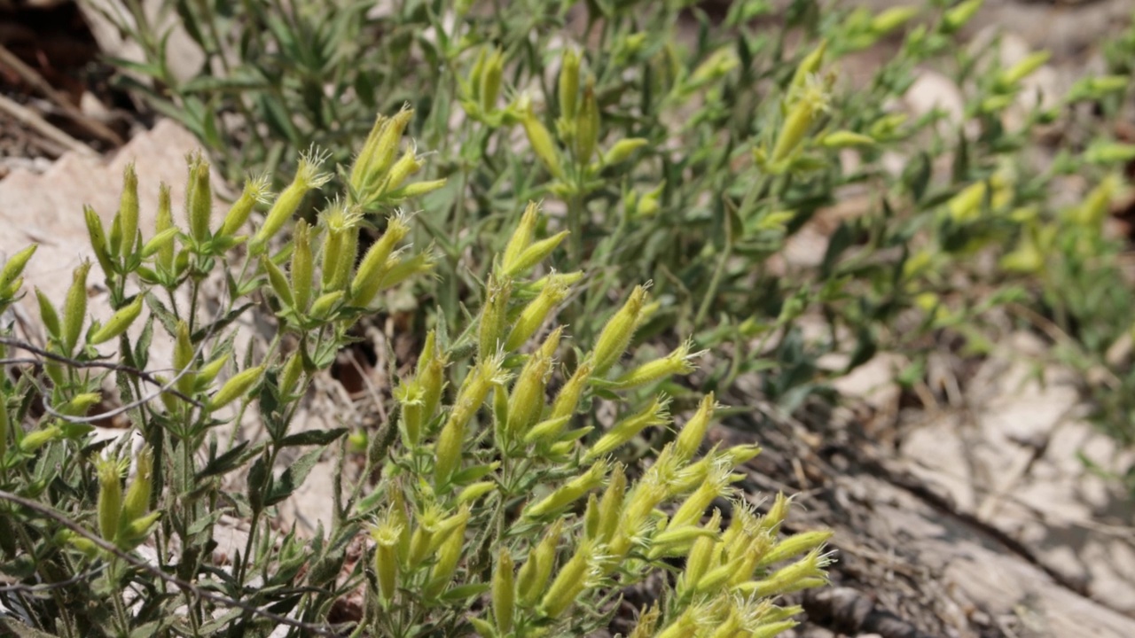 silene parhibi bloom-圣贝纳迪诺MTNS - 071621 v视频素材