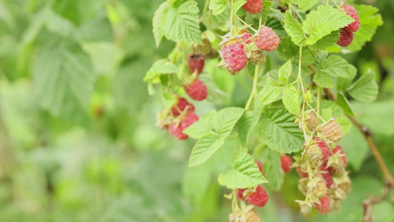 红覆盆子浆果的枝条准备在自然模糊的背景上收获。成熟的花园浆果在美丽的自然景观。新鲜的绿色树叶的光户外的阳光视频素材