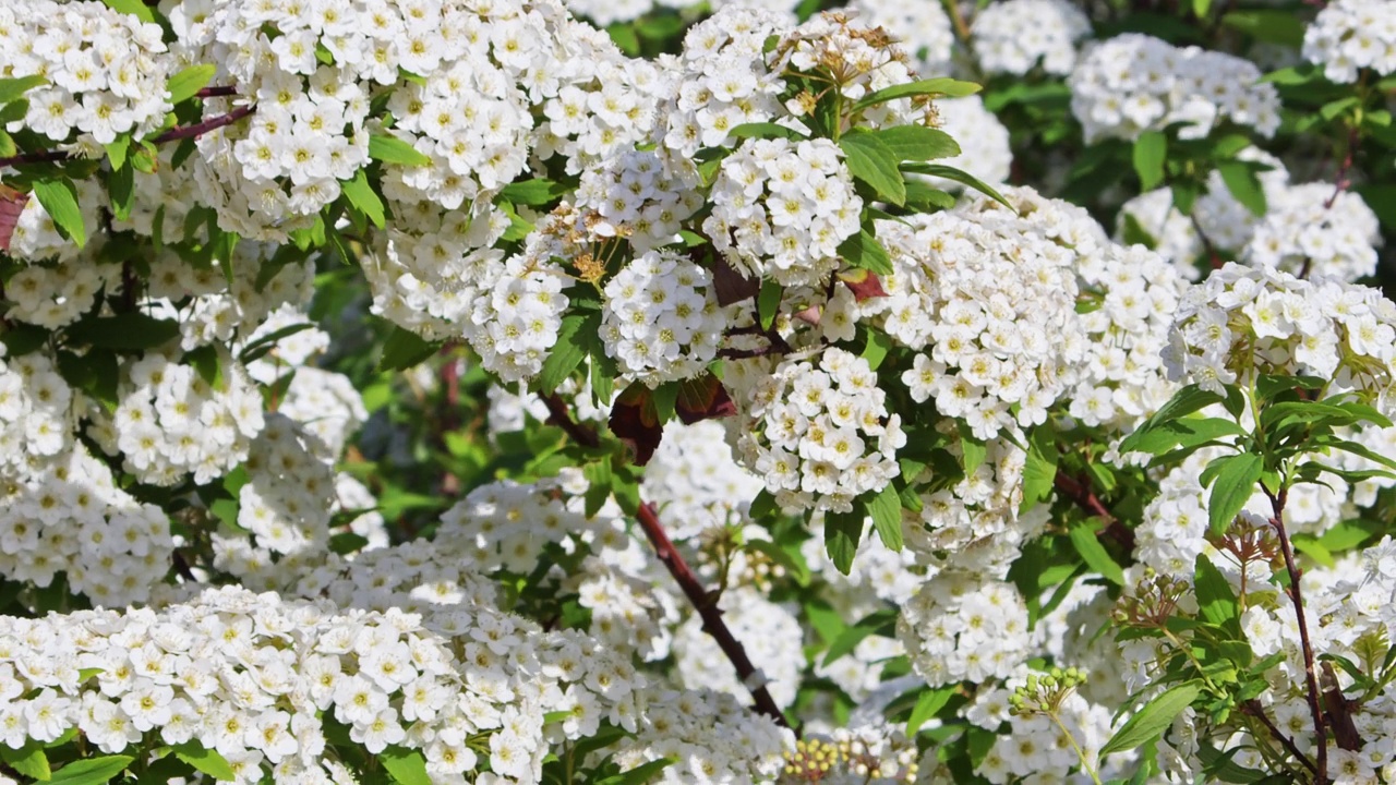 季节性的花和叶的特写镜头视频素材