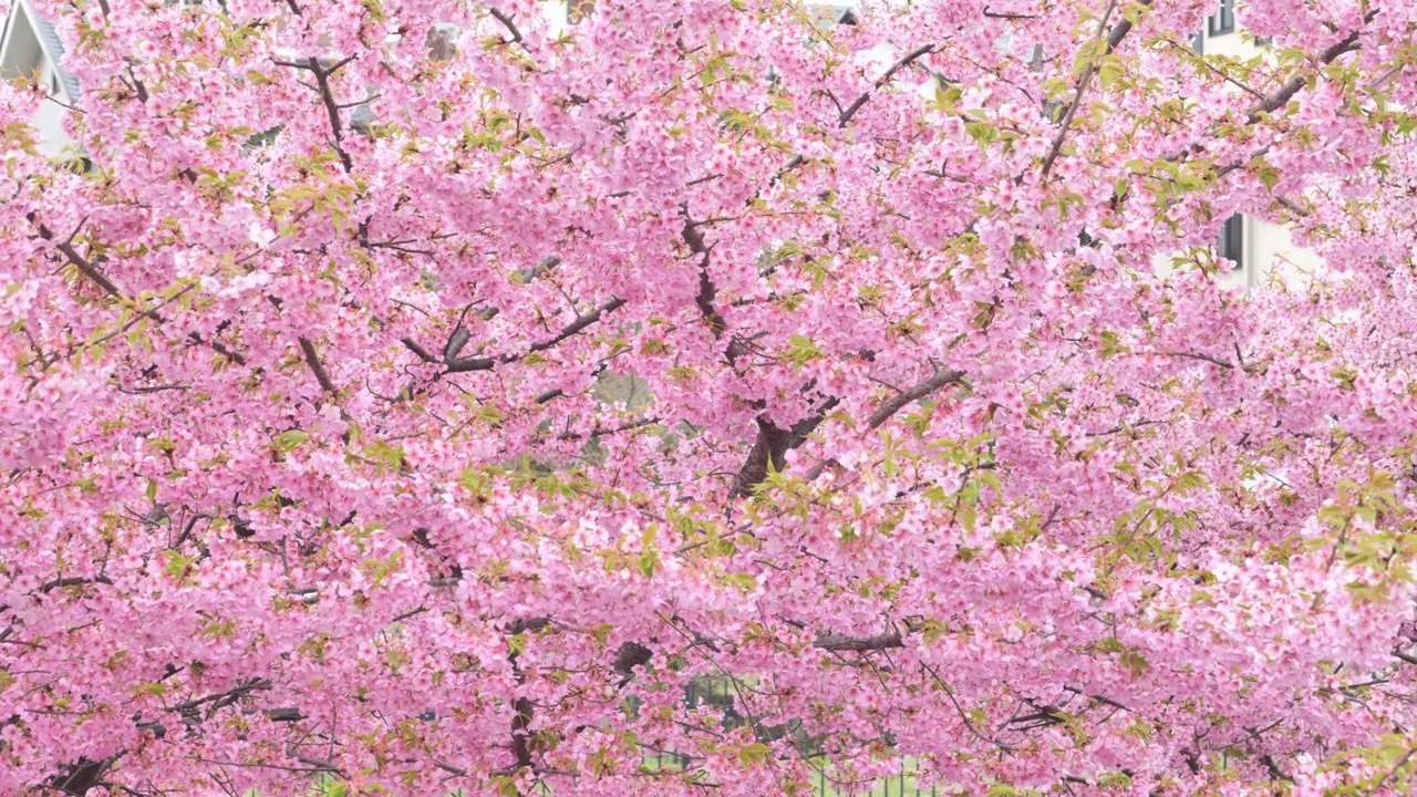 川和樱花在春天盛开视频素材