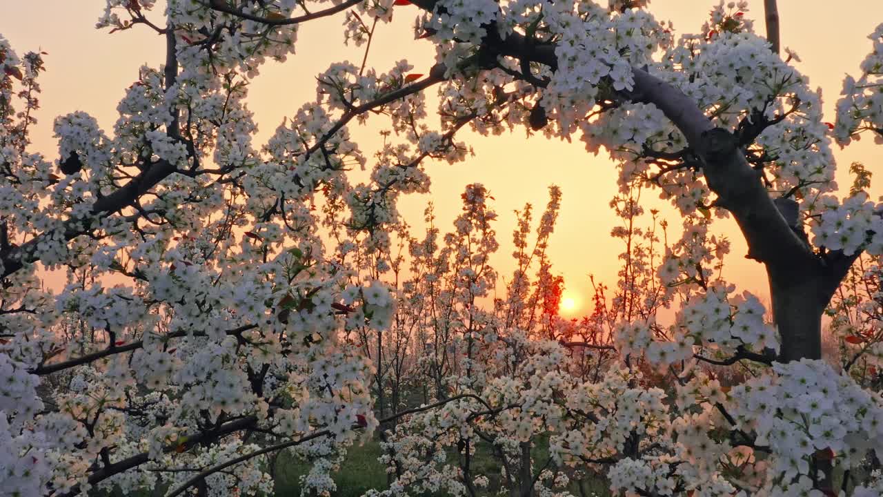 美丽的梨花自然景观在日落视频素材