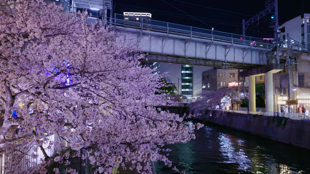 东京的目黑河上，夜晚的樱花盛开视频素材