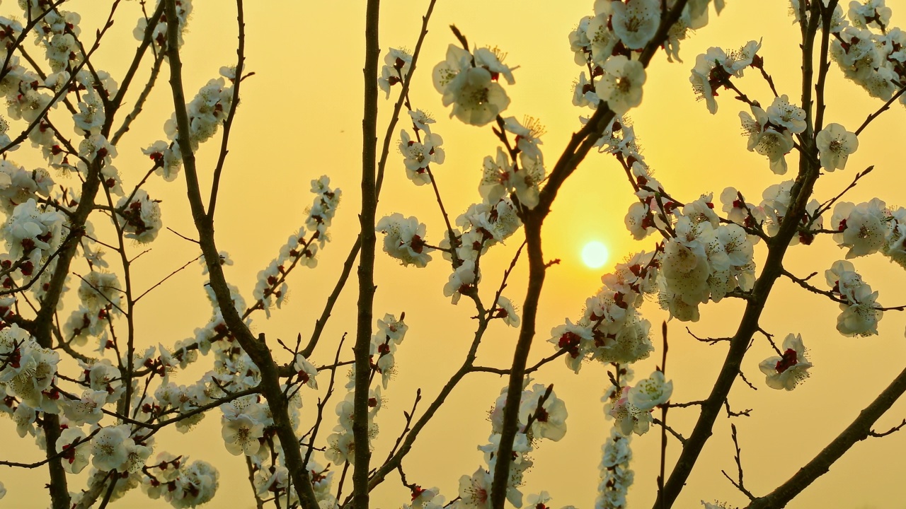 白杏花随风摇曳视频素材