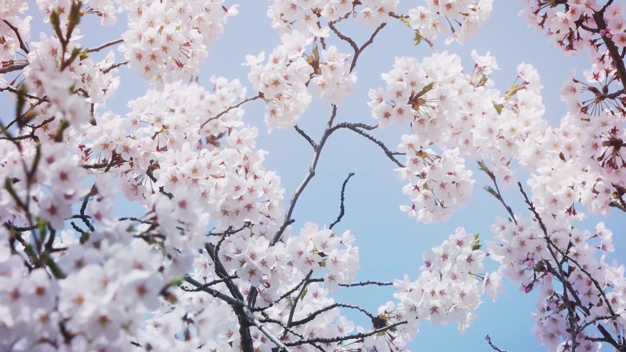 美丽的樱花视频在春天视频素材