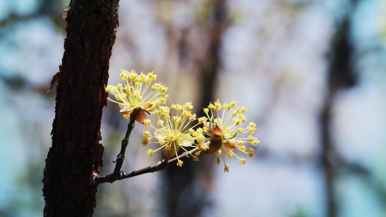 美丽的山茱萸花视频在春天视频素材