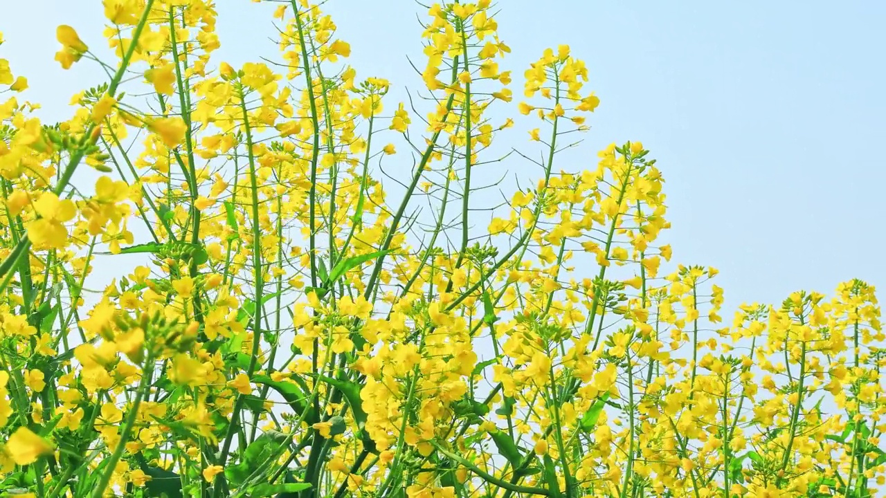 黄色的油菜花在春天盛开视频素材