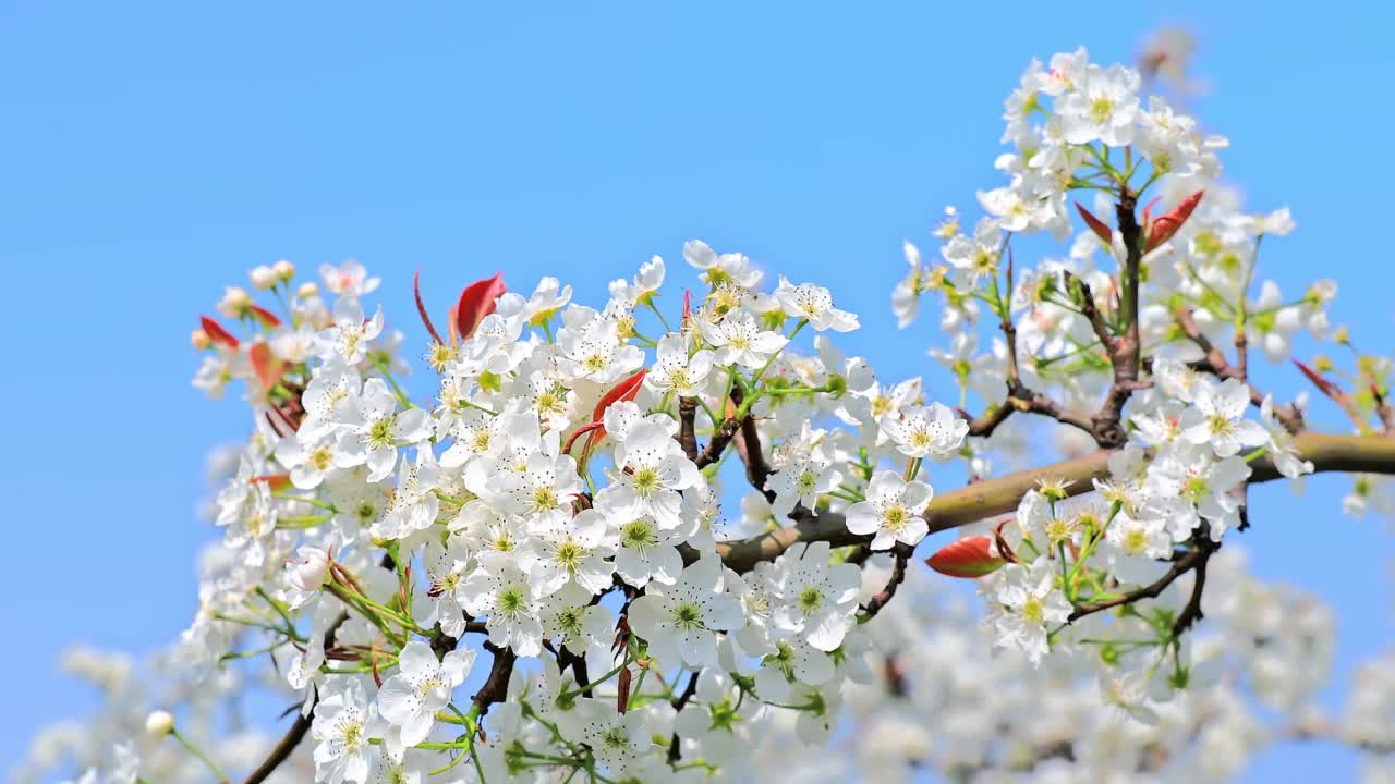 春天，白色的梨花盛开视频素材