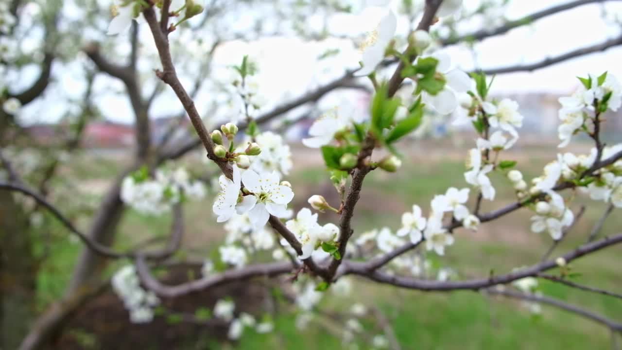 风中树枝上的花朵。盛开的桃子、杏子、苹果树。视频素材