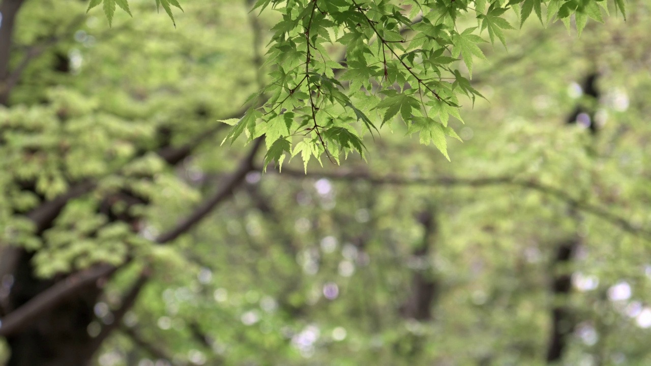 在东京北田区王子的公园里的树木视频素材