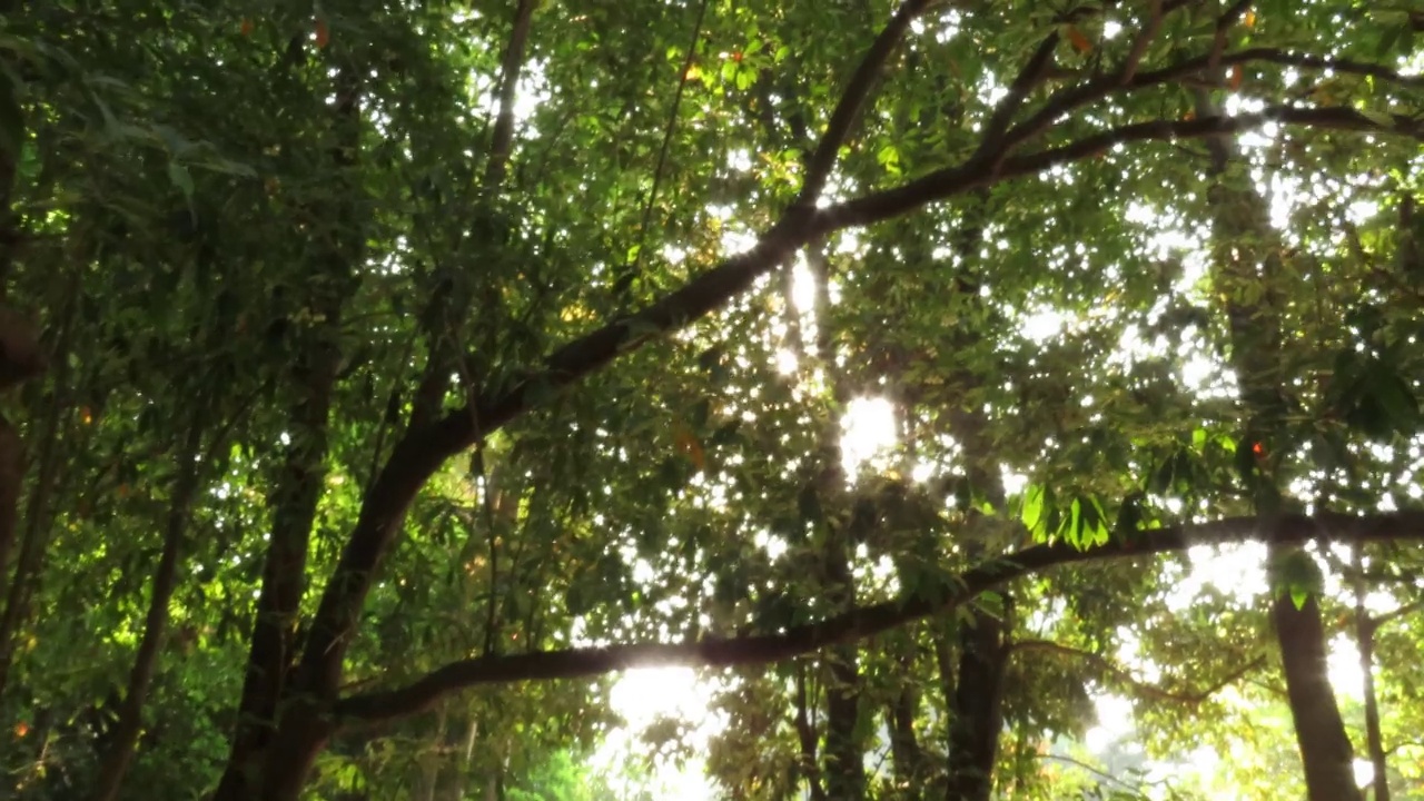树冠上的阳光视频素材