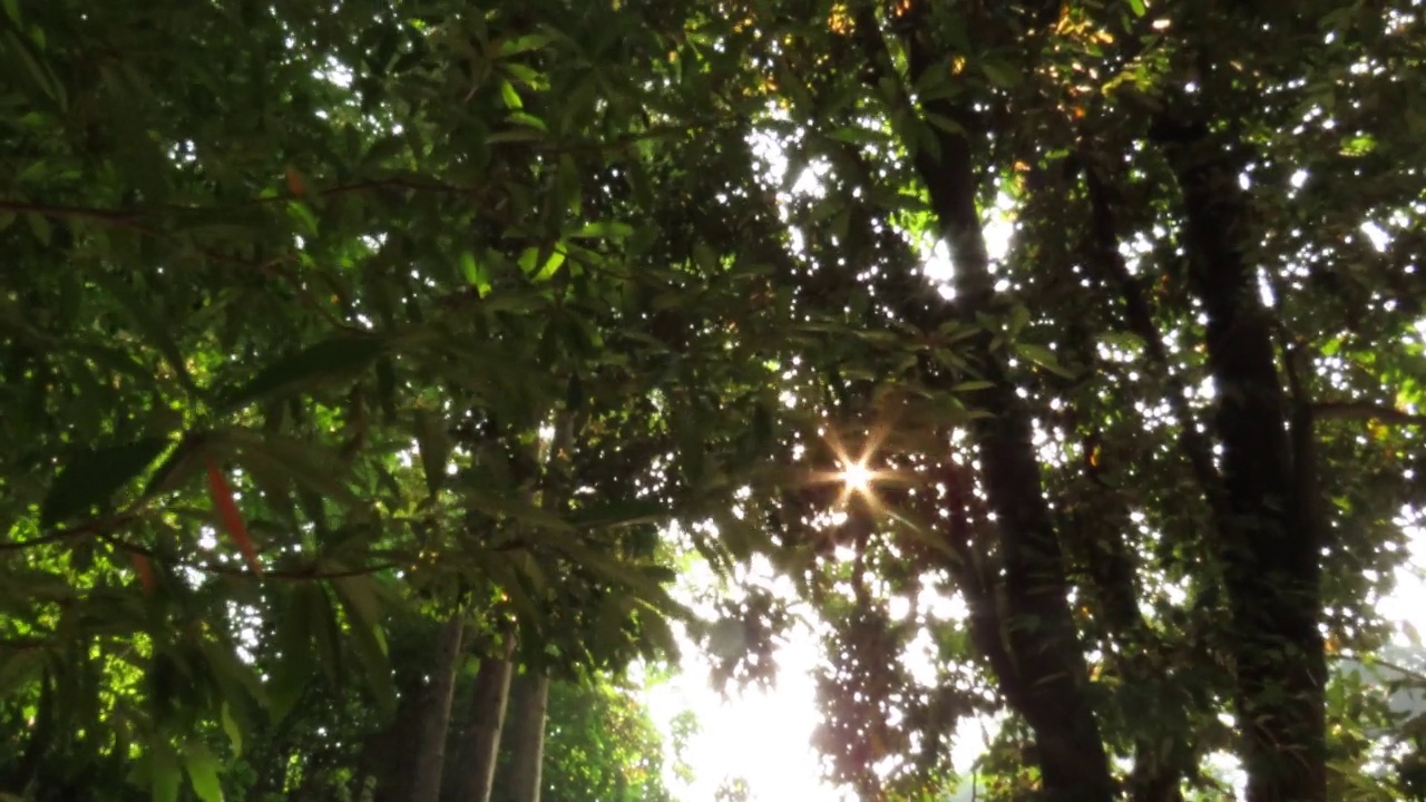 树冠上的阳光视频素材