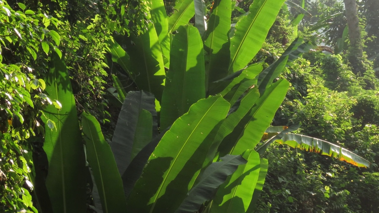 阳光下的芭蕉叶视频素材