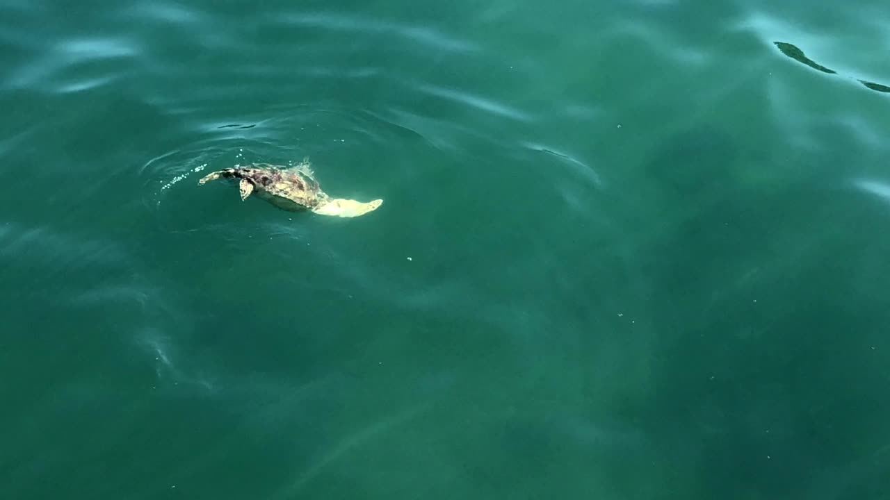 一只濒临灭绝的海龟浮出水面呼吸，在礁石上进食视频素材